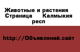  Животные и растения - Страница 6 . Калмыкия респ.